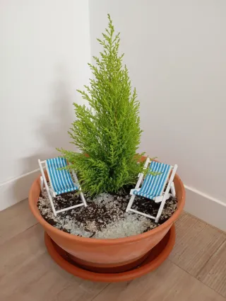 Pino limón veraniego en maceta