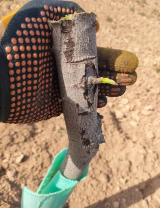 Poda injerto y mantenimiento de pistachos