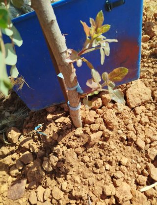 Poda injerto y mantenimiento de pistachos