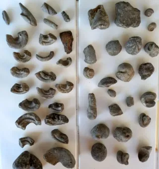 Lotto di 50 fossili provenienti da Navarra