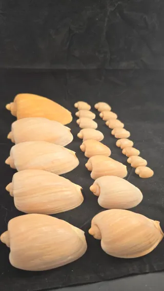 Conchiglie marine