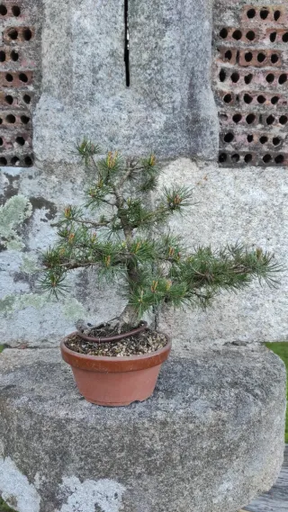 Bonsái Pino Silvestre