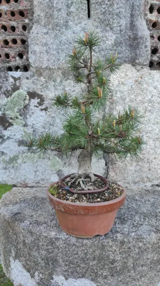 Bonsái Pino Silvestre