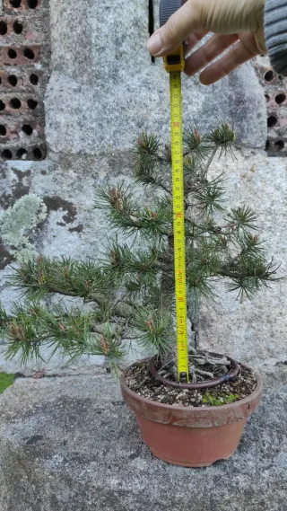 Bonsái Pino Silvestre