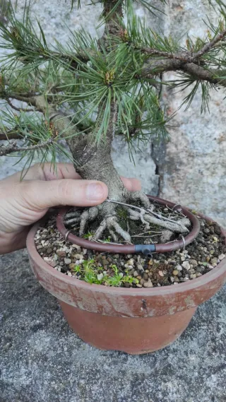 Bonsái Pino Silvestre