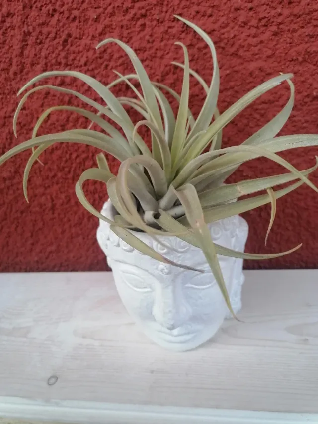 TILLANDSIAS