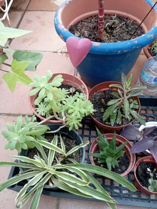 Lote de plantas variadas