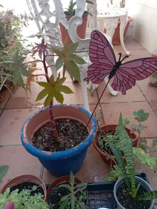 Lote de plantas variadas