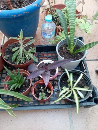 Lote de plantas variadas