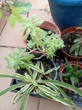 Lote de plantas variadas