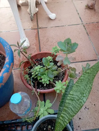 Lote de plantas variadas