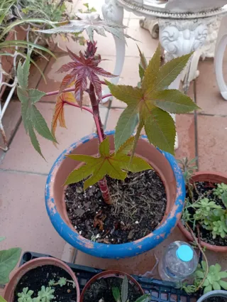 Lote de plantas variadas