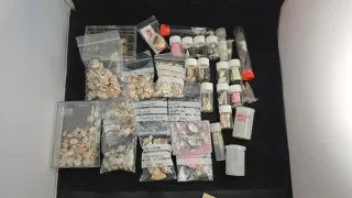 Lote di conchiglie marine