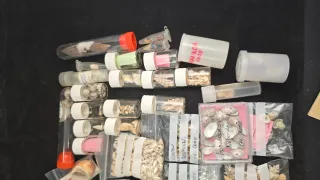 Lote di conchiglie marine