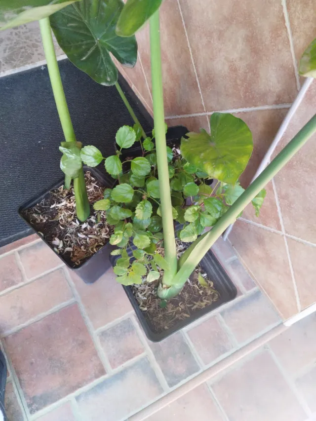 Lote de plantas grandes para David