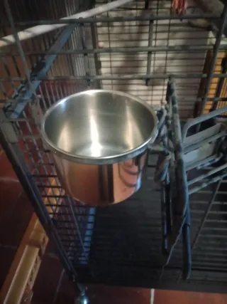 Jaula grande de hierro forjado para mascotas.
