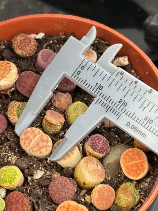 Plantas Lithops Variadas