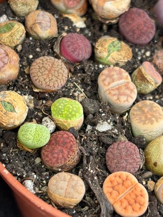 Plantas Lithops Variadas