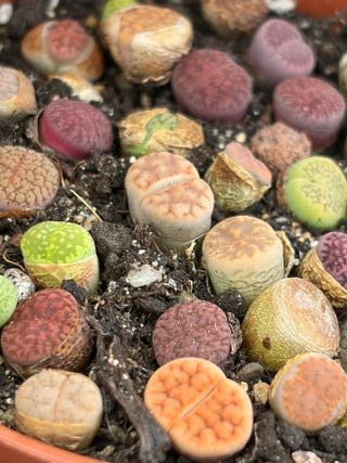 Plantas Lithops Variadas
