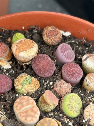Plantas Lithops Variadas