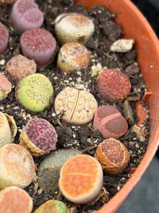 Plantas Lithops Variadas