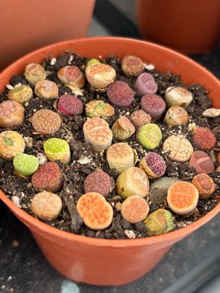 Plantas Lithops Variadas