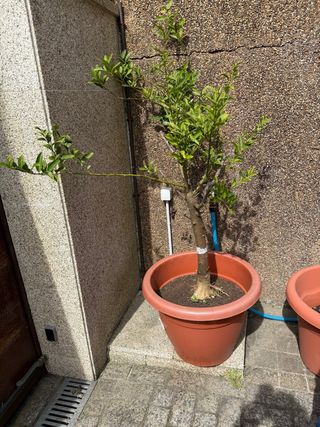 Limón en maceta. Limequad comestible