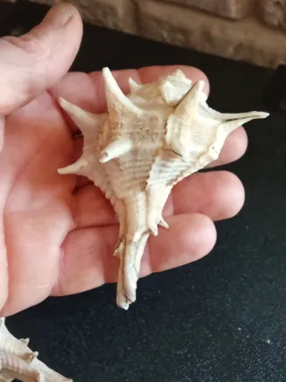 Lotto 5 conchiglie bolinus brandaris di grandi dimensioni