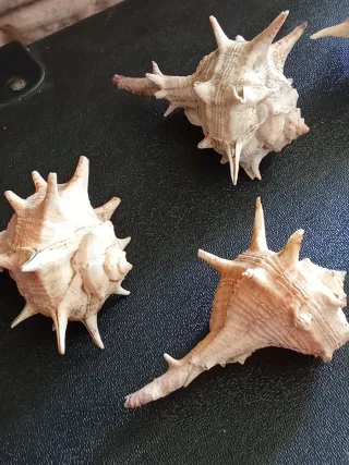 Lotto 5 conchiglie bolinus brandaris di grandi dimensioni