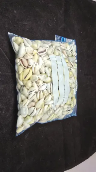 Lote di conchiglie cauri e porcellane