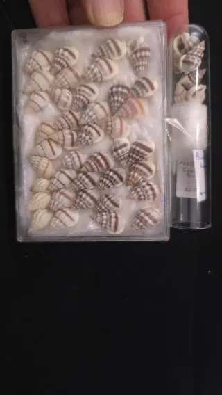 Conchiglie polinices aurantius in lotto