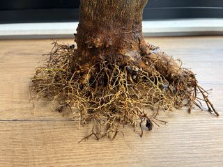 Bonsái Limonero 4 estaciones.