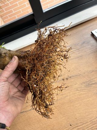 Bonsái Limonero 4 estaciones.