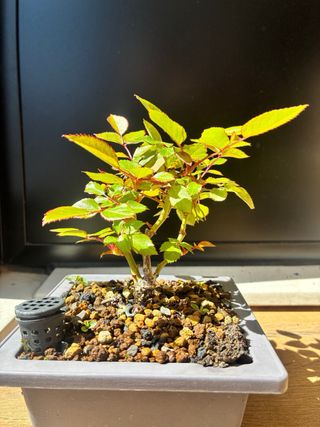 Rosal mini Chino.  Bonsai