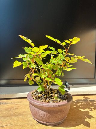 Rosal mini Chino.  Bonsai