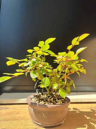 Rosal mini Chino.  Bonsai