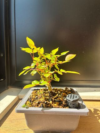 Rosal mini Chino.  Bonsai