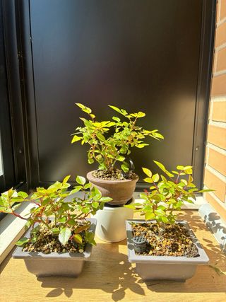 Rosal mini Chino.  Bonsai