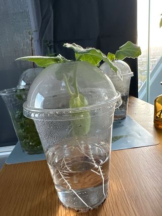 Regalo Plantas de Calabaza germinadas