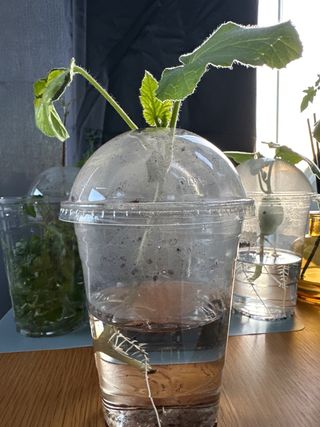 Regalo Plantas de Calabaza germinadas