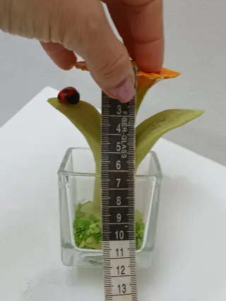 Piante decorative made in Italy