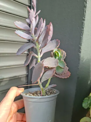 Kalanchoe fedtschenkoi