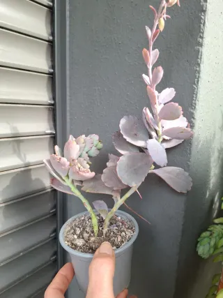 Kalanchoe fedtschenkoi