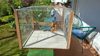 Jaula para pájaros Agapornis/Lorito