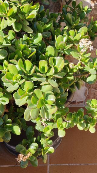 Árbol de Jade Crassula Ovata grande