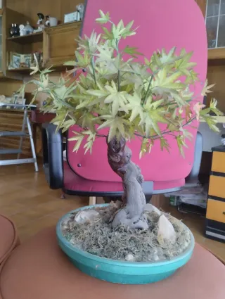 2 Bonsáis Artesanales con maceta.