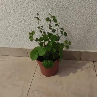 Planta de interior/exterior