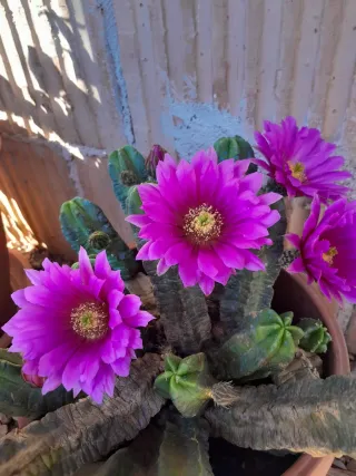 Talea Echinocereus viereckii