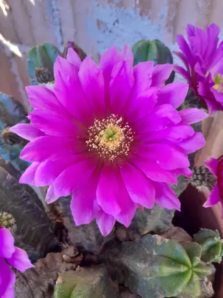 Talea Echinocereus viereckii