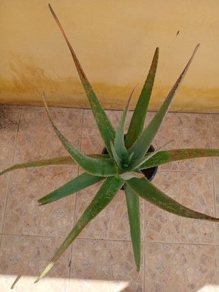 Maceta Aloe Vera 55cm